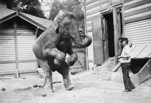 Hattie, uno de los elefantes de Central Park Menagerie, y su cuidador hacia 1910. Imagen procedente de Wikipedia.